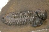 Bubble Nose Actinopeltis Trilobite - Rare Species #312794-2